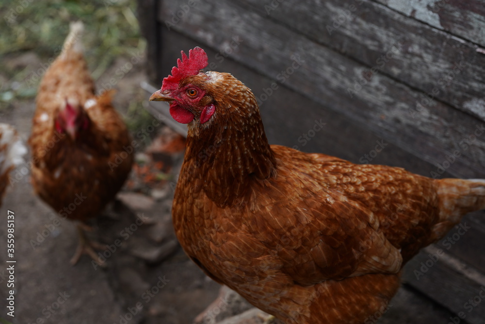 Fototapeta premium Chicken walks in the pen. Chickens search for grain while walking in a pen on a farm.