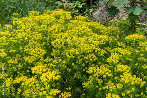 Euphorbia cyparissias the cypress spurge flowers