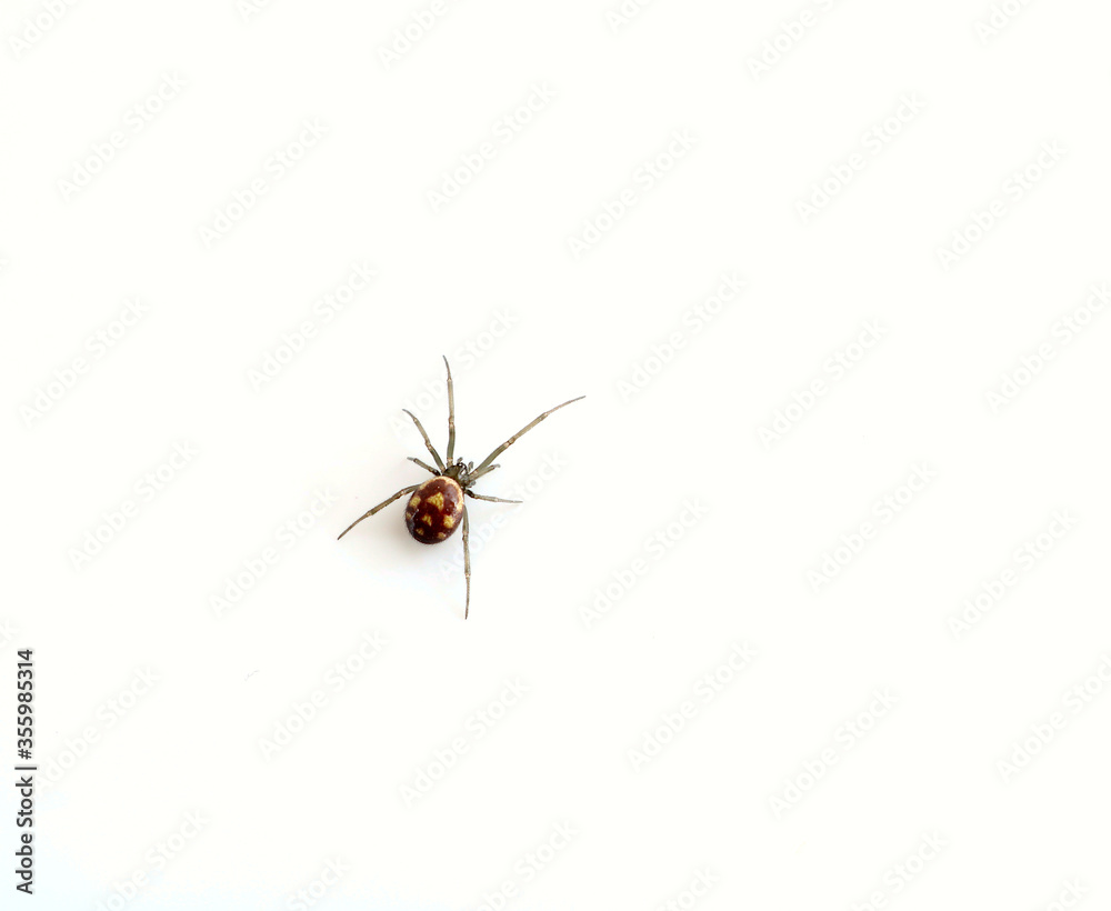 Isolated False Widow spider. Scientific name Steatoda nobilis. There six species of false widow spider and the Noble False Widow is one of the largest. Isolated False Widow spider. Scientific name Steatoda nobilis. There six species of false widow spider and the Noble False Widow is one of the largest.
