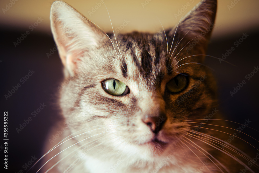 Portrait of a grey cat in hard light, close-up