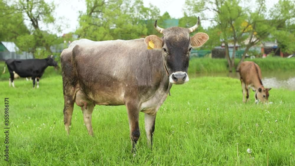 cows pasture in a small village, overview cows pasture in a small village, overview