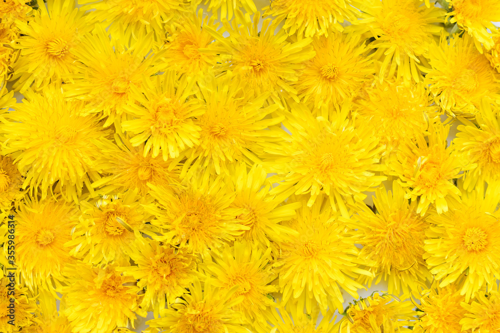 Background from yellow dandelions. Background from yellow dandelions.