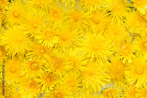 Background from yellow dandelions.