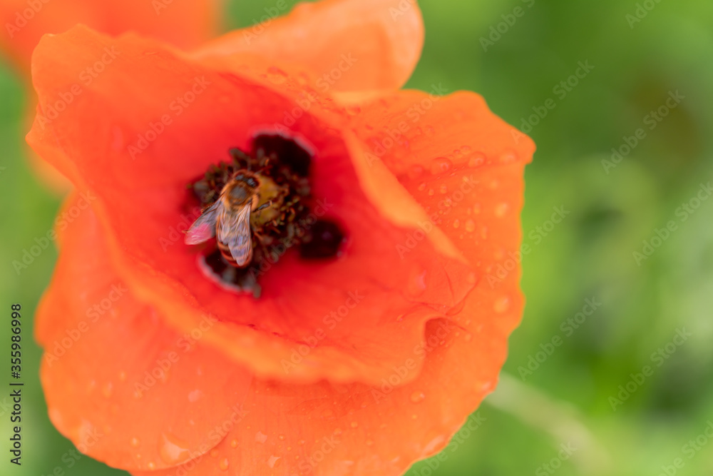 Klatschmohn (Papaver rhoeas), auch Klatschrose, Wilder Mohn, Feuermohn oder Mohnblume nach dem Regen Klatschmohn (Papaver rhoeas), auch Klatschrose, Wilder Mohn, Feuermohn oder Mohnblume nach dem Regen