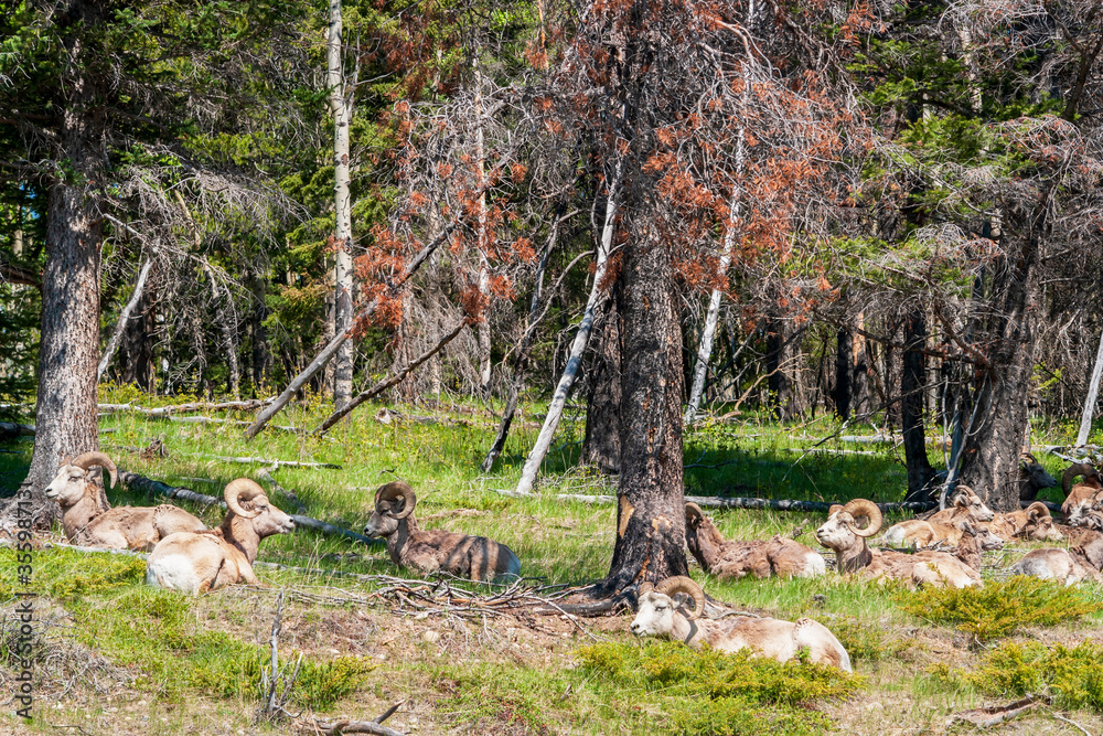 Herd of Rocky Mountain Big Horned Sheeps resting in Banff NP in springtime - Alberta Canada
