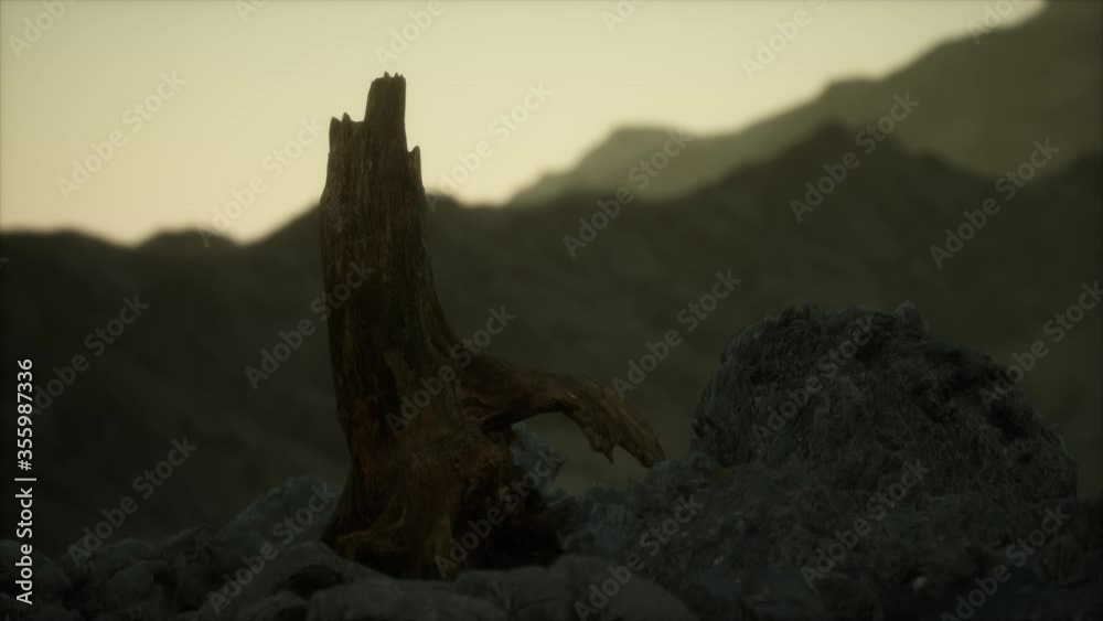 Dead pine tree at granite rock at sunset Dead pine tree at granite rock at sunset