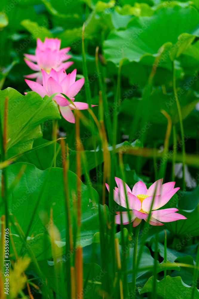 lotus flower in a pond vertical composition lotus flower in a pond vertical composition