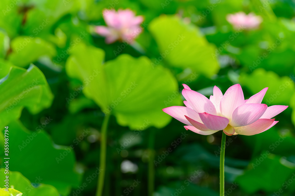 lotus flower in a pond horizontal composition