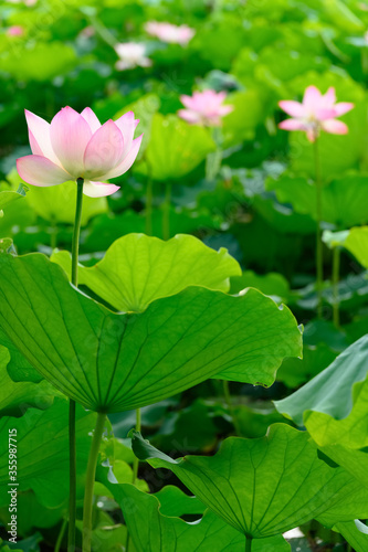 lotus flower in a pond vertical composition