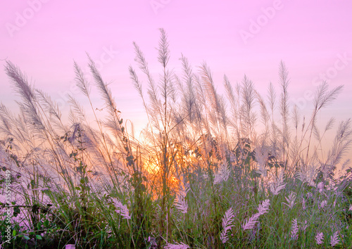 Grass flowers outdoor in the ground and Bright orange and yellow colors sunset sky