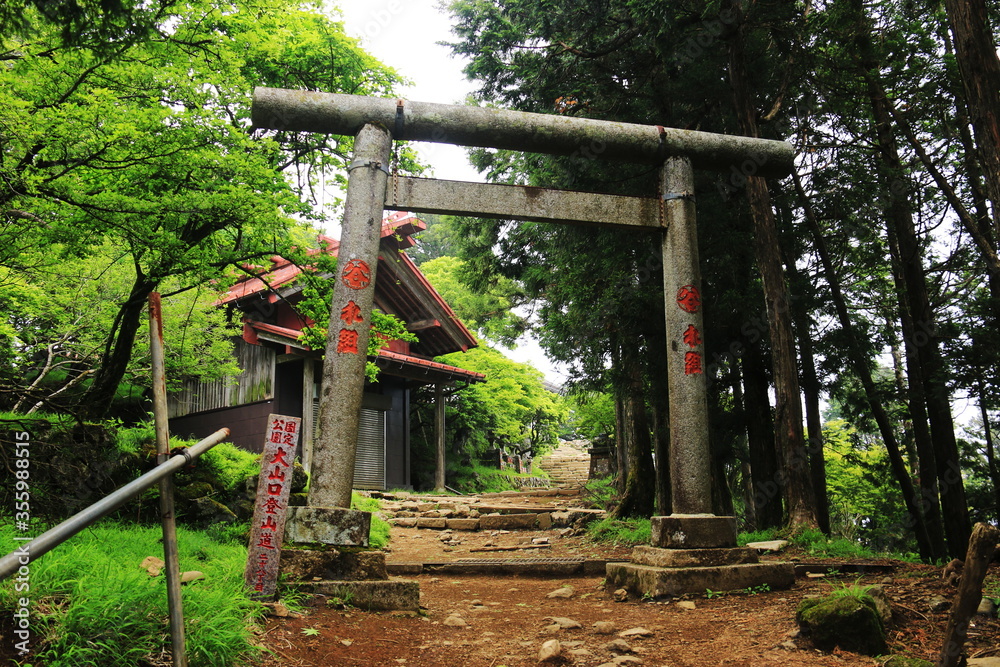 初夏　丹沢大山への道　緑の登山道　阿夫利神社の鳥居