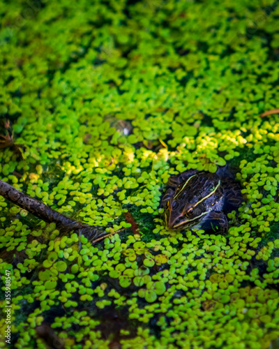 frog in the pond