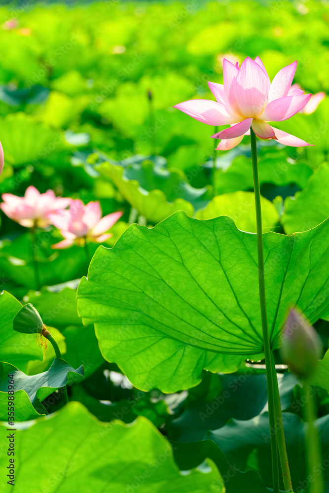 lotus flower in a pond vertical composition lotus flower in a pond vertical composition