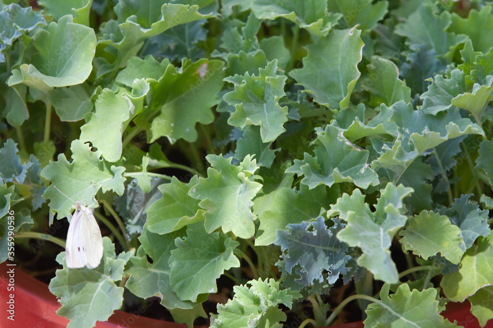 Kale plant in a pot in urban garden, natural light