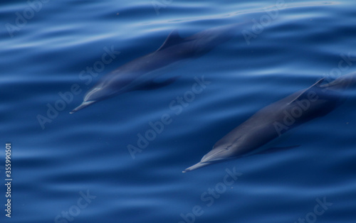 dolphin in blue water © Rick