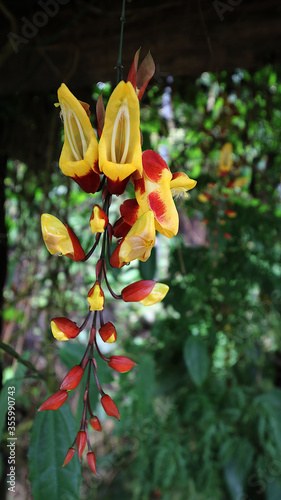 Indian Clock Vine. Botanical name thunbergia mysorensis. Also called lady's slippers, dolls shoes and mysore trumpet vine. photo