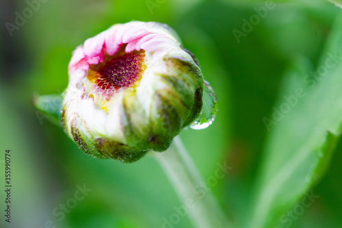 Red chrysanthemums flowering plants