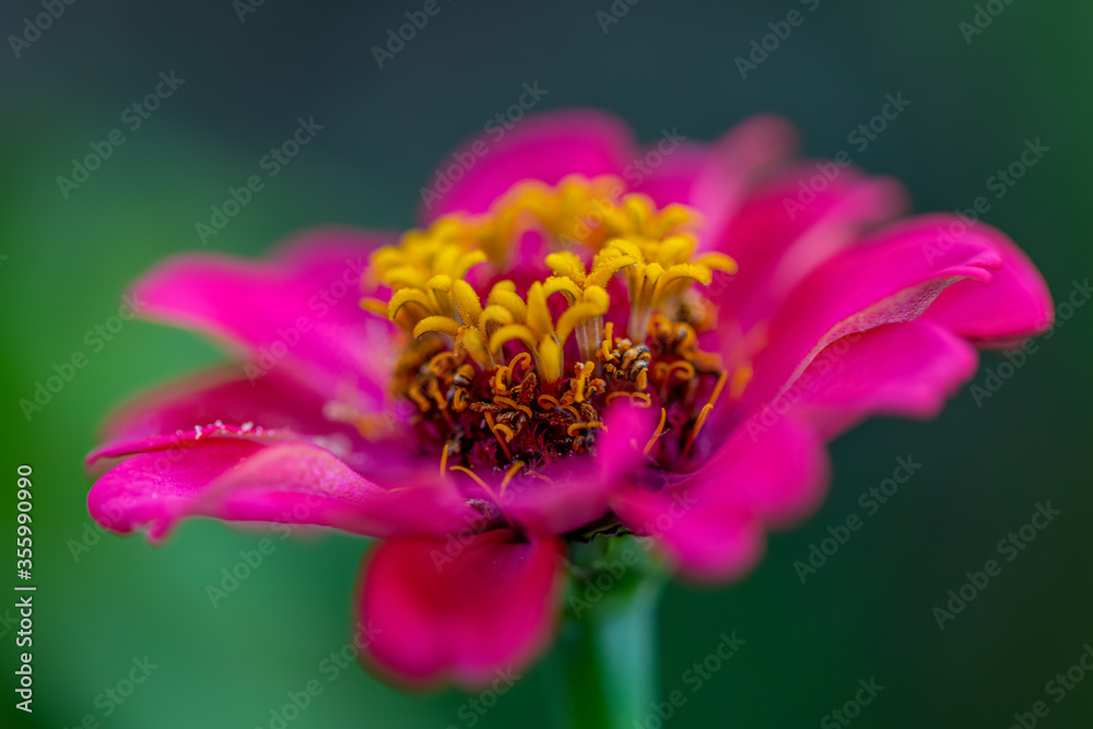 Closeup pink flower with yellow stamens and pollen and blurred natural green background. Toned image. Copy space. Closeup pink flower with yellow stamens and pollen and blurred natural green background. Toned image. Copy space.