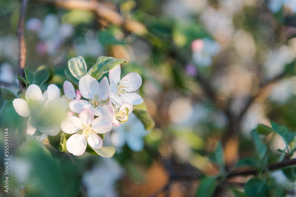 Flowering apple tree. Flowers close-up. Background photo. Fruit tree. Natural fruits in the garden. White flowers