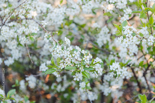 Apple tree flowers close-up. Many colors apples. Background. Leaves of yubloki. Tree close up. Fruit tree in the garden © Sergey_Siberia88