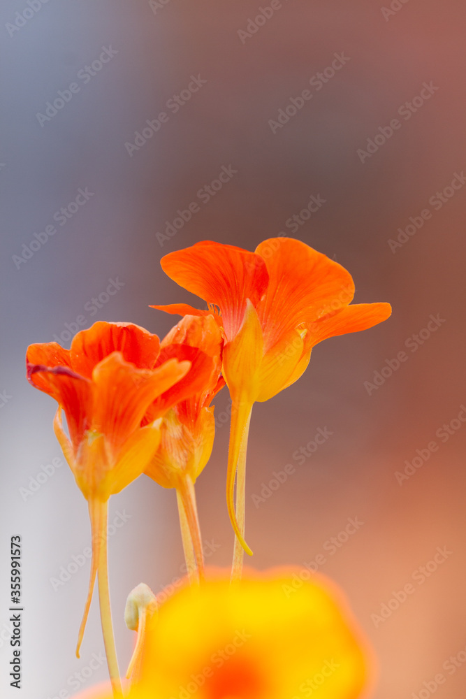 orange flowers of Tropaeolum majus plant