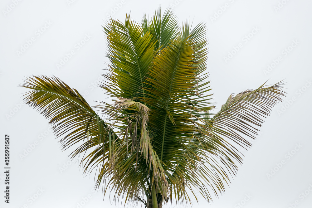 Fototapeta premium Beautiful coconut tree with white clouds as background