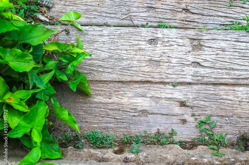 ivy growing on a wall