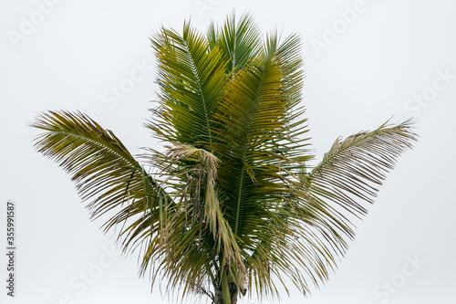 Beautiful coconut tree with white clouds as background