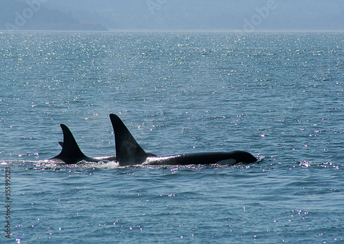 orcas in the water