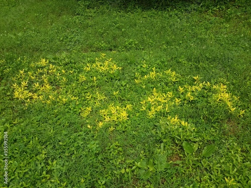 yellow plants in green grass