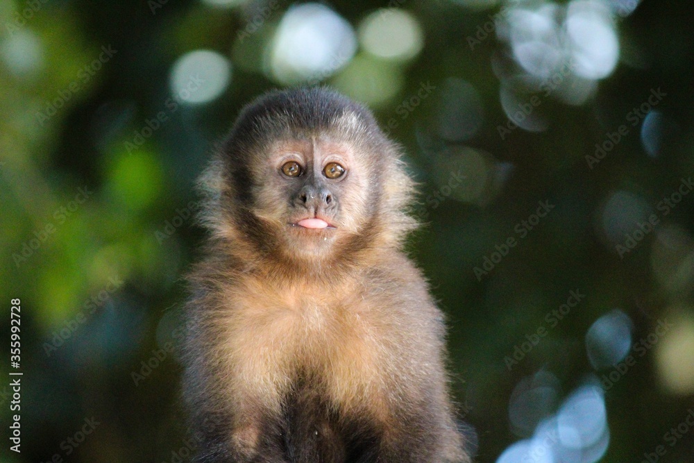 Fototapeta premium monkey