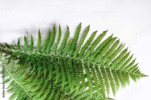 minimalism style  fern leaf on paper background