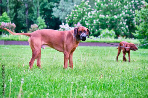 Two dogs playing in the park. general plan color