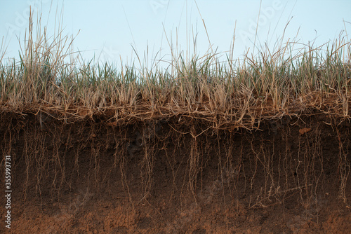 Grass earth and roots. Green grass with earth crosscut. Cross section of the earth with roots and layers of dirt on a summer day. Cross-section of the ground.