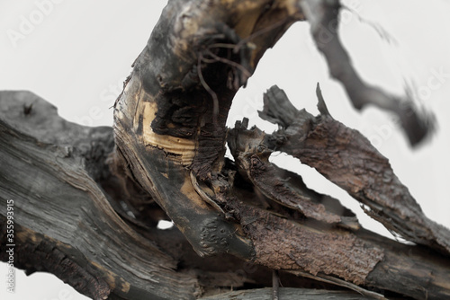 A dry tree branch against a bright sky. Large inverted tree roots against sky. A branch of an old dried tree against the sky. Texture closeup. Many dark roots  The big tree roots that look mysterious.