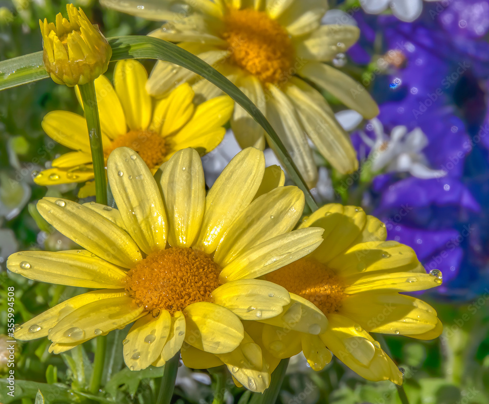 Yellow daisies with in garden water drops on leaves Yellow daisies with in garden water drops on leaves
