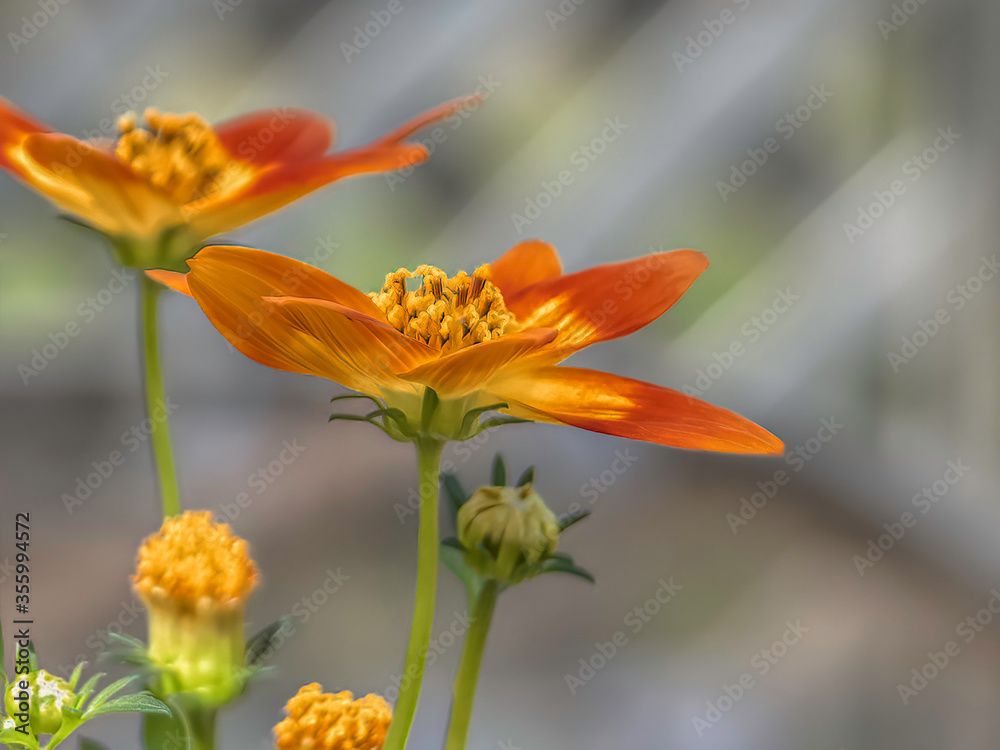 Obraz premium Orange daisy flowers side view with blurred background