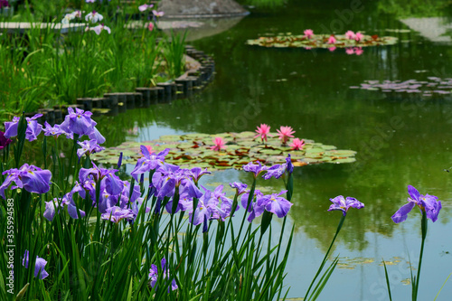 池の睡蓮を背景にハナショウブの花が咲く