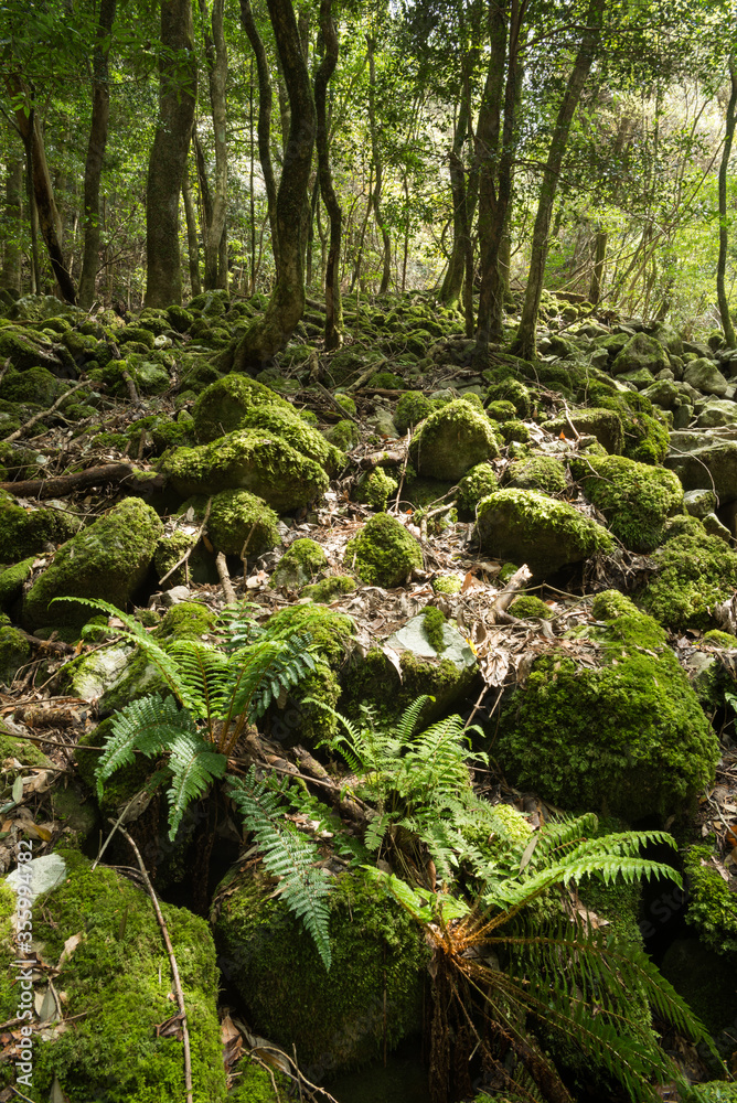 森の中のシダと苔むした石