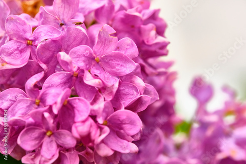 Beautiful flowering branch of lilac flowers close-up macro shot with blurry background. Spring nature floral background  pink purple lilac flowers. Greeting card banner with flowers for the holiday
