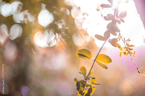 The abstract blurred background of the backlighting bokeh of the sun hitting the green leaves  beautiful beauty of natural light effects.