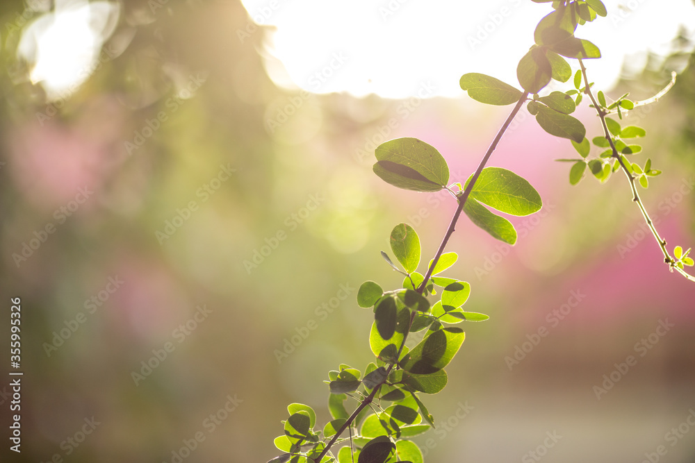 Obraz premium The abstract blurred background of the backlighting bokeh of the sun hitting the green leaves, beautiful beauty of natural light effects.