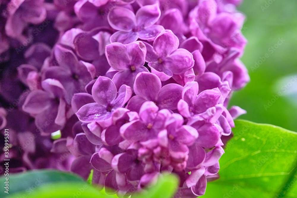 Beautiful flowering branch of lilac flowers close-up macro shot with blurry background. Spring nature floral background, pink purple lilac flowers. Greeting card banner with flowers for the holiday Beautiful flowering branch of lilac flowers close-up macro shot with blurry background. Spring nature floral background, pink purple lilac flowers. Greeting card banner with flowers for the holiday