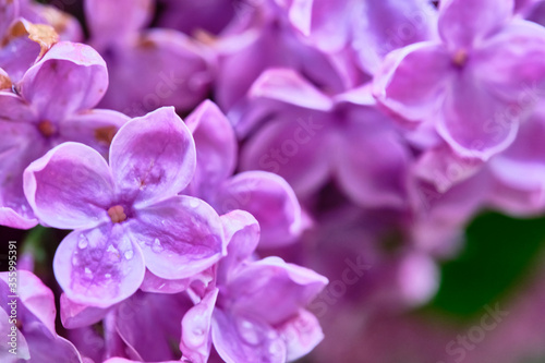 Beautiful flowering branch of lilac flowers close-up macro shot with blurry background. Spring nature floral background  pink purple lilac flowers. Greeting card banner with flowers for the holiday