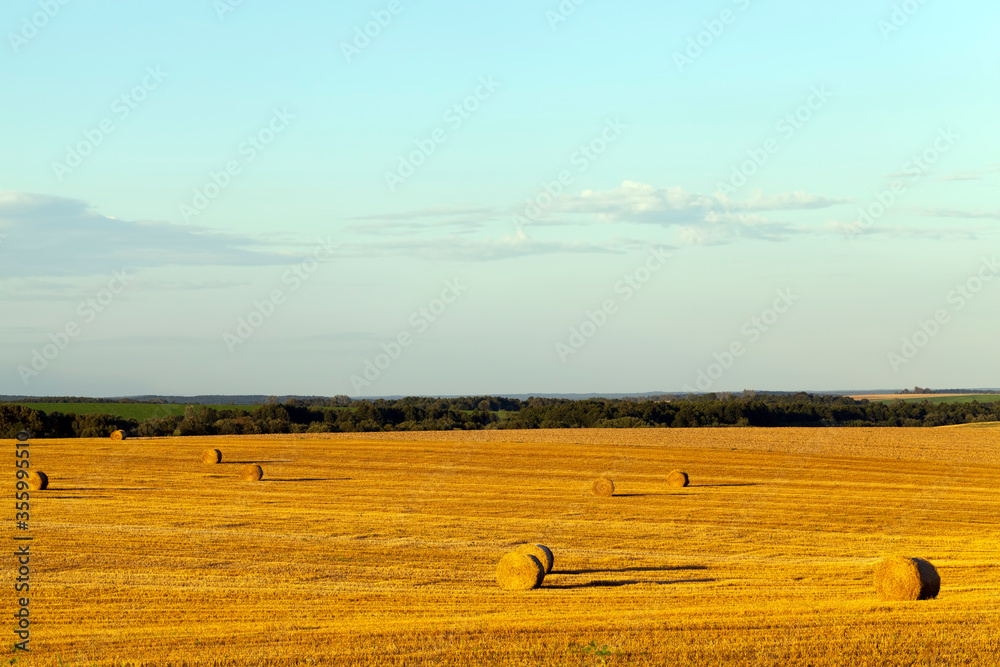Obraz premium haystacks with straw