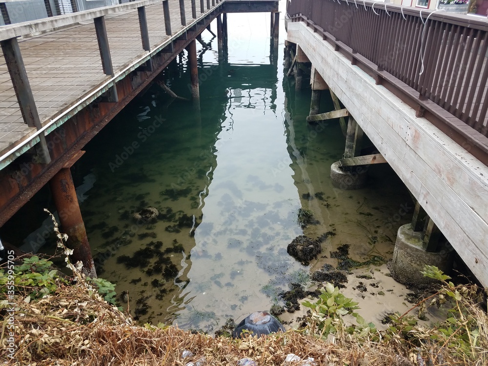 wood bridges or piers with water and algae