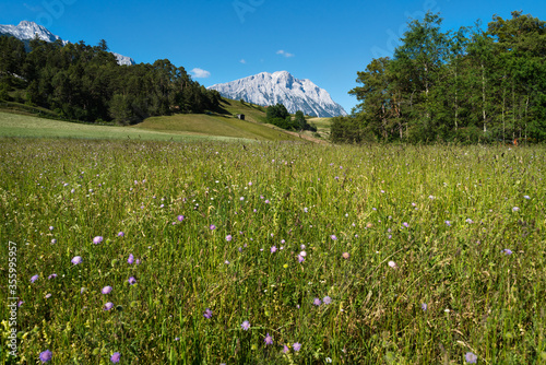 Austrian summer countryside with flower meadow, evergreen forest and rocky mountains, Mieminger Plateau, Tyrol, Austria