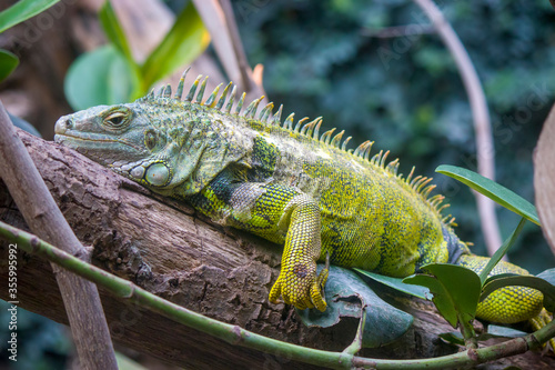 The green iguana is lying on the truck. It also is known as the American iguana  is a large  arboreal  mostly herbivorous species of lizard of the genus Iguana.