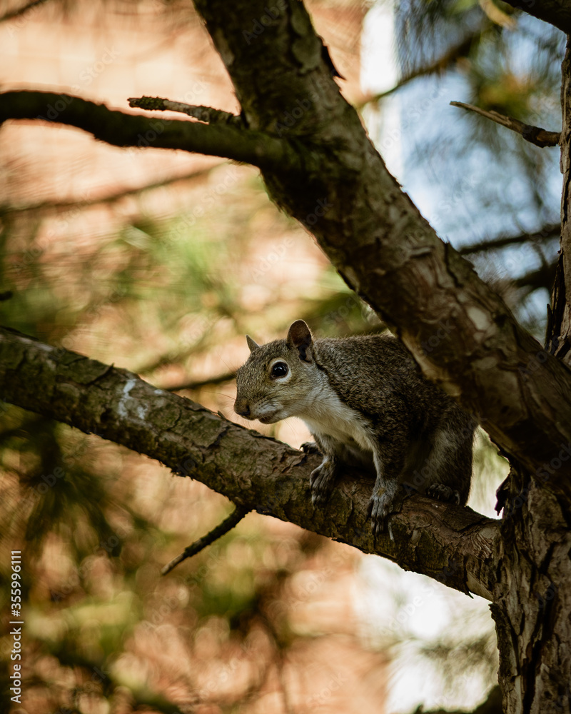 squirrel on tree