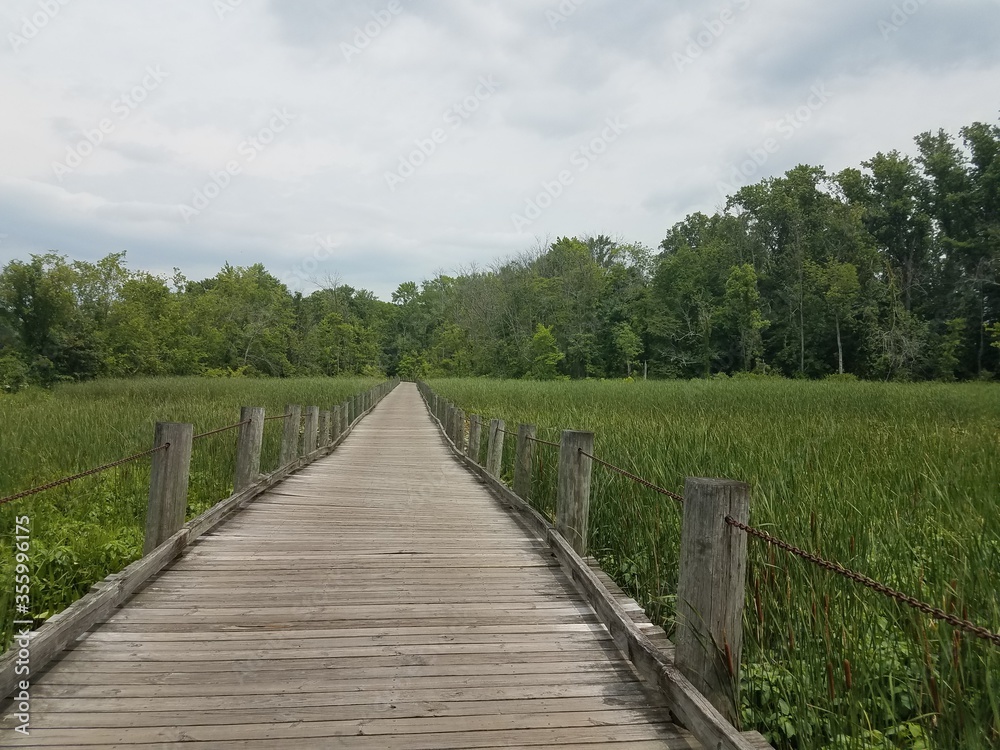 wood trail in the wetland or swamp